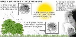 Illustration: how a hay fever attack happens