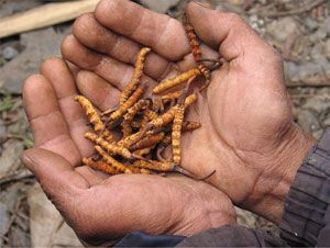 Cordyceps for Erectile Dysfunction