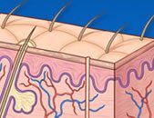 medical illustration of skin and hair follicles