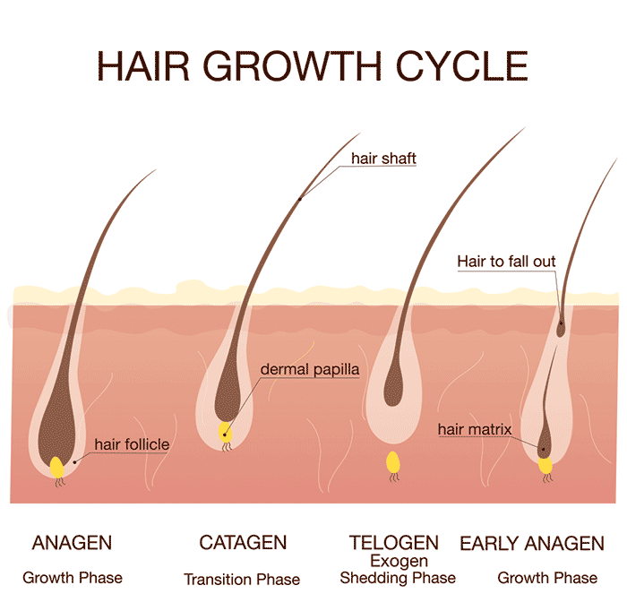 Hair growthy and shedding cycle illustration