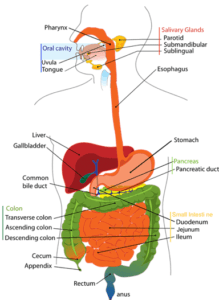 Illustration of the human digestive system